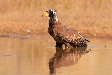 Stelleŕs seaeagle,  Haliaeetus pelagicus, Czech republic