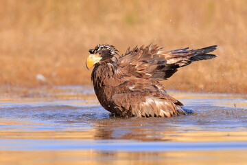 Stelleŕs seaeagle,  Haliaeetus pelagicus, Czech republic