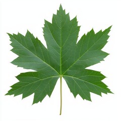 Fototapeta premium Close-up of a vibrant green maple leaf isolated on white background