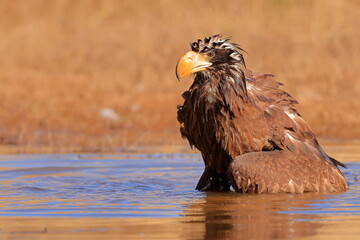 Stelleŕs seaeagle,  Haliaeetus pelagicus, Czech republic