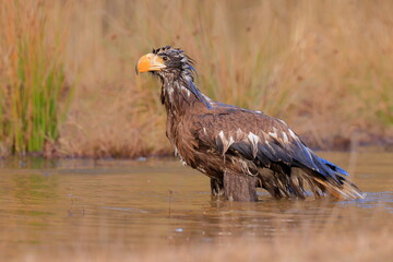 Stelleŕs seaeagle,  Haliaeetus pelagicus, Czech republic