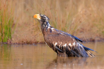Stelleŕs seaeagle,  Haliaeetus pelagicus, Czech republic