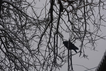 Beautiful winter landscape. A large black pigeon is sitting on the branches of a fruit tree, the vine is covered with white fluffy snow.