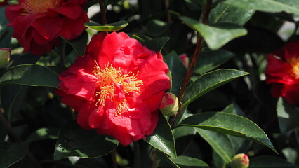 a Blooming red Camellia japonica (common camellia) (Japanese camellia) on left screen, against a...