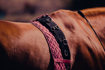 A pink saddlecloth is draped over the beautiful back of a sorrel horse, ready for equestrian sports and riding.