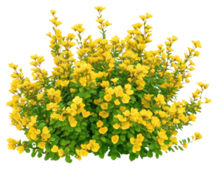PNG Real yellow flower bushes plant green yellow flowers.