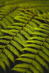 Close-up of vibrant green fern leaves.