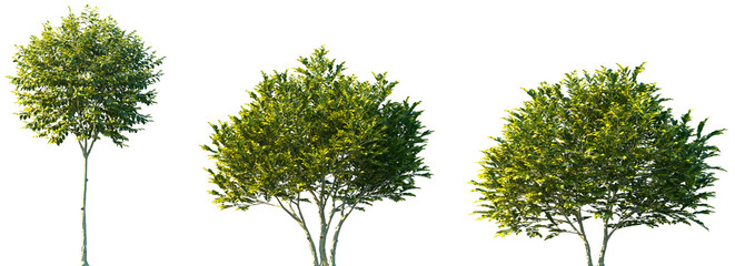 Set of 3 Ligustrum japonicum (known as wax-leaf privet or Japanese privet) frontal isolated png on a transparent background perfectly cutout