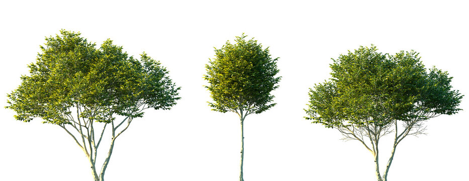 Set of 3 Ligustrum japonicum (known as wax-leaf privet or Japanese privet) frontal isolated png on a transparent background perfectly cutout