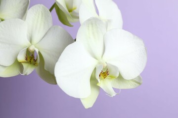 Obraz premium White orchid on color background