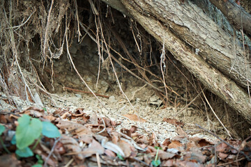 Animal burrow under tree roots in the forest. Entrance to the burrow. Wildlife den in the ground.