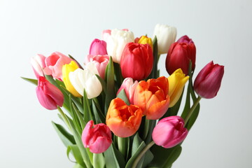 Beautiful tulips on white background