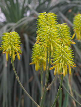 Beautiful close-up of aloe elegans