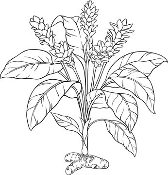 turmeric plant black and white line art clip art preview
