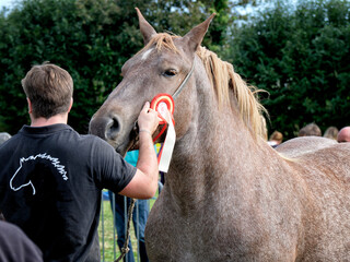  Breton horse competition of elegance, Brittany, France.