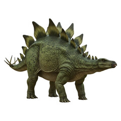 Fototapeta premium Stegosaurus Dinosaur.