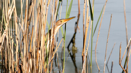 great blue heron ardea cinerea