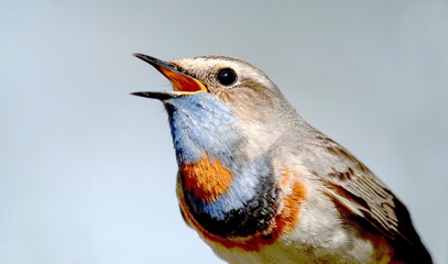 robin on a branch