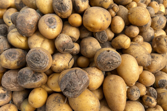 Rotten, damaged, spoiled potatoes, unhealthy vegetables. Sick, disease, late blight. Rotten harvest. Crop failure. Tuber affected by bacterial decay. Helminthosporium solani.
