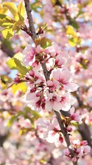 Cherry Blossoms in Sunlight