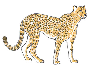 チーターの手描きイラスト
