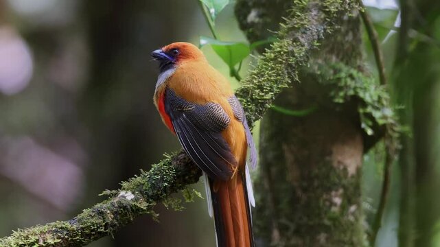 Nature wildlife of Whitehead's Trogon female bird endemic of Borneo