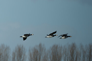 Geese flying in a V formation over a tranquil landscape during a cloudy afternoon