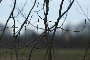 Branches create an intricate pattern against a muted sky at dusk in an outdoor field near a forest