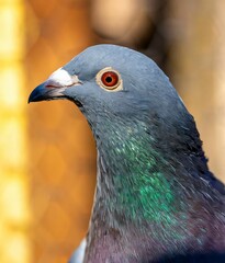 Close-up of a pigeon with iridescent feathers against a soft background.
