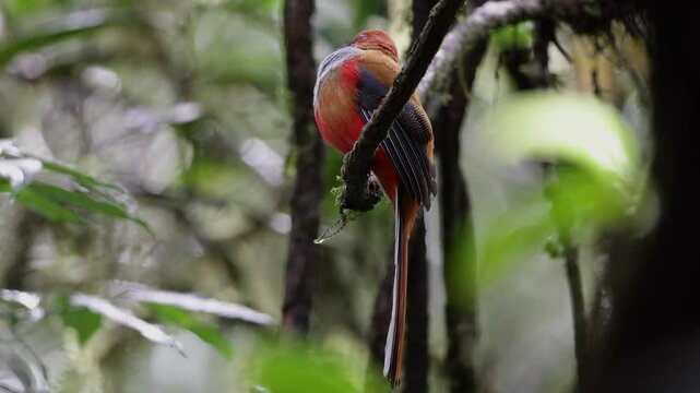 Nature wildlife of Whitehead's Trogon female bird endemic of Borneo
