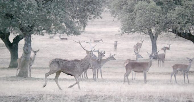 Male red deer controlling the harem females during the rutting season in a Mediterranean forest landscape.
