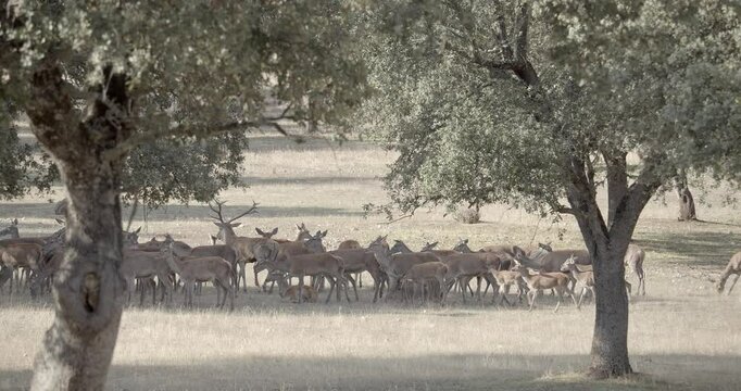 Bugling, male deer with a harem of females during the rutting season