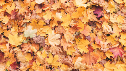A pile of yellow leaves on the ground. The leaves are scattered and some are larger than others. The image has a peaceful and calming mood, as the leaves are falling gently