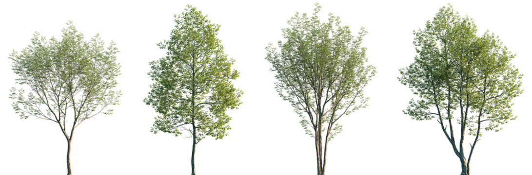 Set of Aphananthe aspera and Alnus rubra frontal street trees isolated png on a transparent background perfectly cutout
