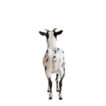 Black and White Goat Facing Away isolated on white or transparent background, png. Easy to place on any other background