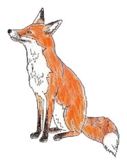 Obraz premium PNG Cute fox illustration wildlife animal hand-drawn.