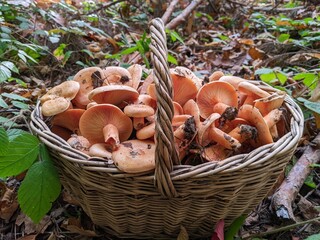 A basket of Lactarius deliciosus mushrooms in a generous forest
