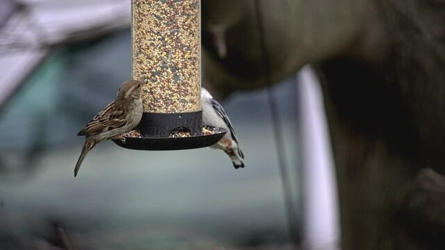 White breasted nuthatch and sparrow on bird feeder with seeds