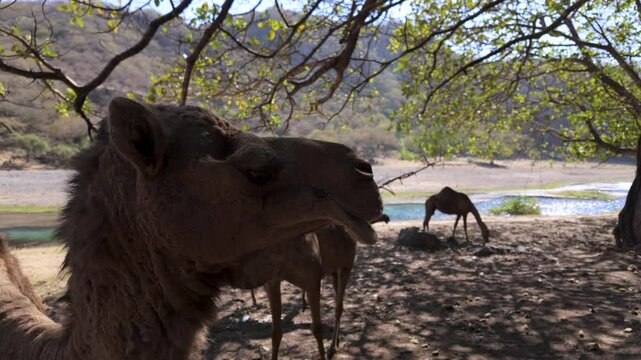 Free range camel at Wadi Darbat, Oman pumps the cameraman out of his shade