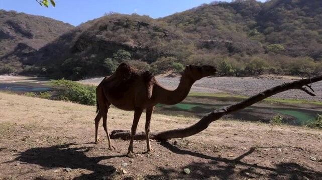 An open range camel foraging and grazing along a river oasis at Wadi Darbat, Oman