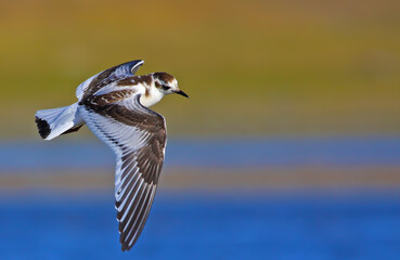 kittiwake küçük martı