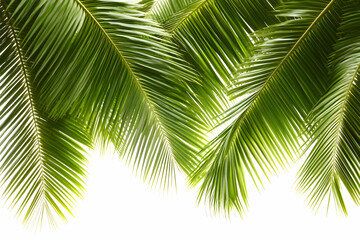Lush green palm fronds against a bright white background, perfect for tropical themes, summer designs, or vacation imagery.