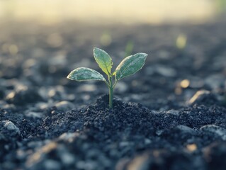 A sprout emerging from the ground, symbolizing growth and new beginnings in agriculture.