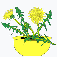 Yellow flowers with leaves and a small bud on a long stem, in a pot. Vector, dandelion botanical illustration suitable for icons, frame design, holiday illustrations, on transparent background, eps