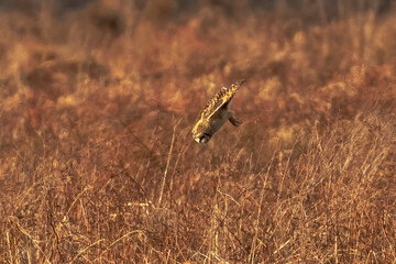 Short-eared Owl hunts over the grasses of the marsh