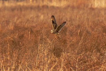 Short-eared Owl hunts over the grasses of the marsh