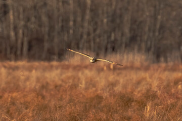 Short-eared Owl hunts over the grasses of the marsh