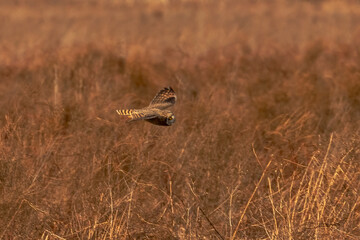 Short-eared Owl hunts over the grasses of the marsh