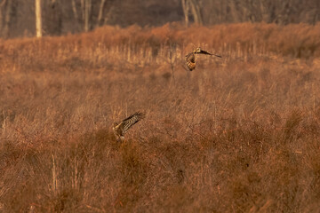 Short-eared Owl harasses a Northern Harrier