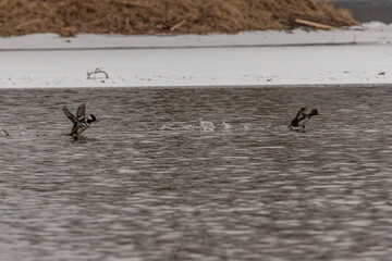 Hooded Merganer Ducks take off from the water of the Delaware River